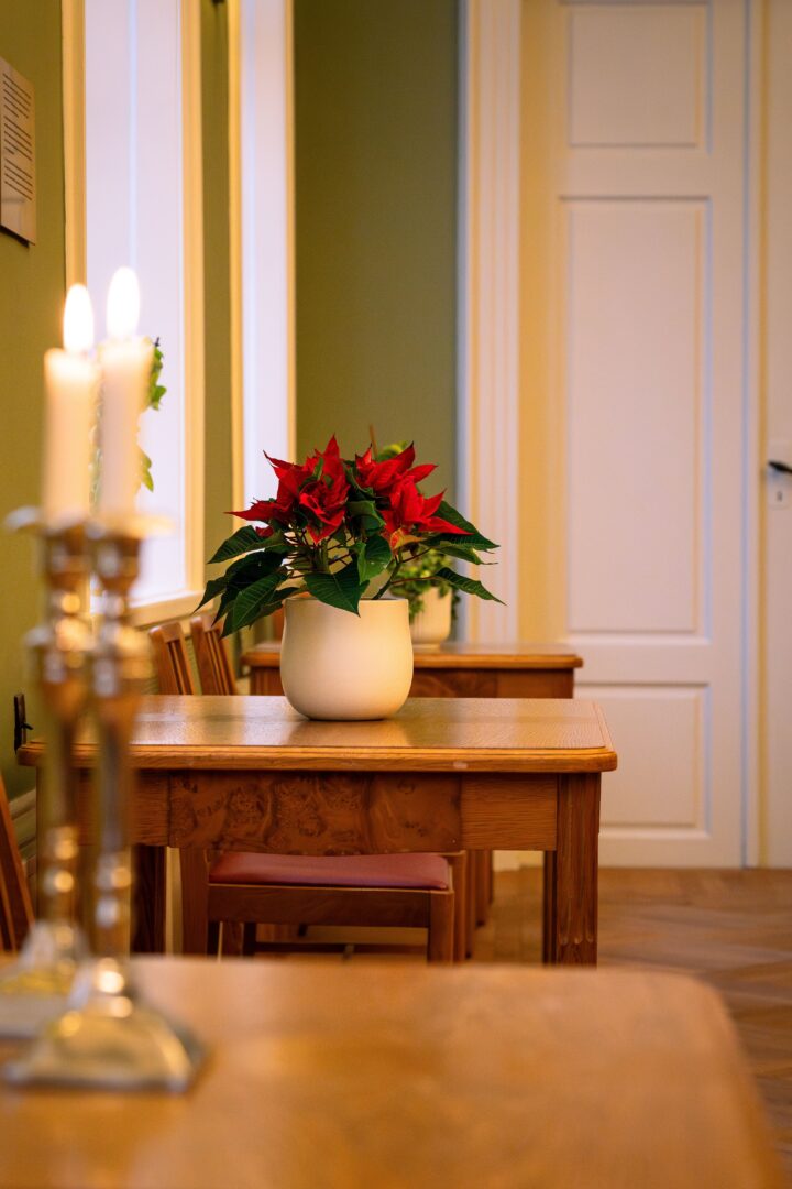 A beautiful detail shot of a poinsettia flower in the town hall, adding a festive touch to the wedding setting.