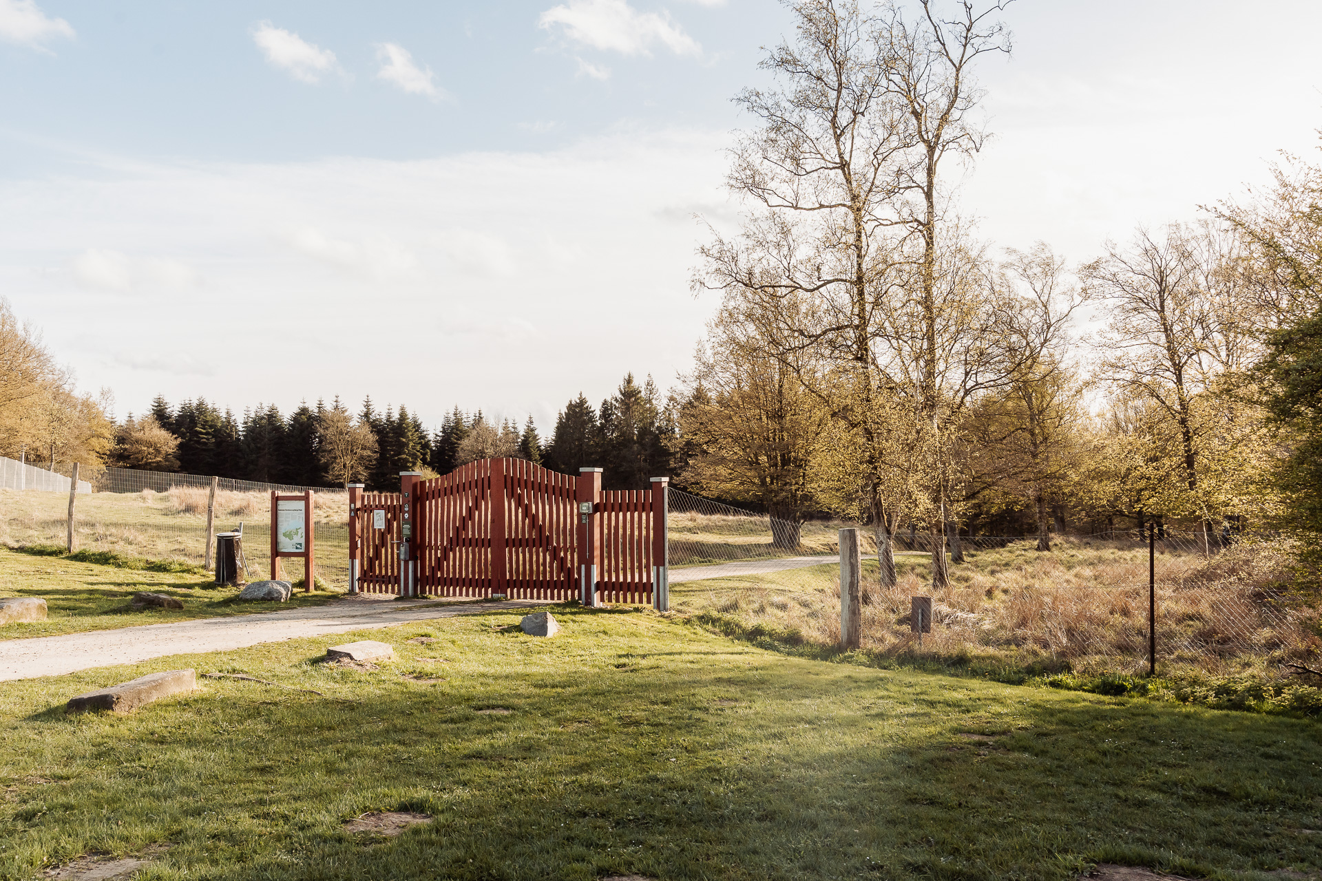 Wedding portrait at Haderslev Dyrehaven deer park