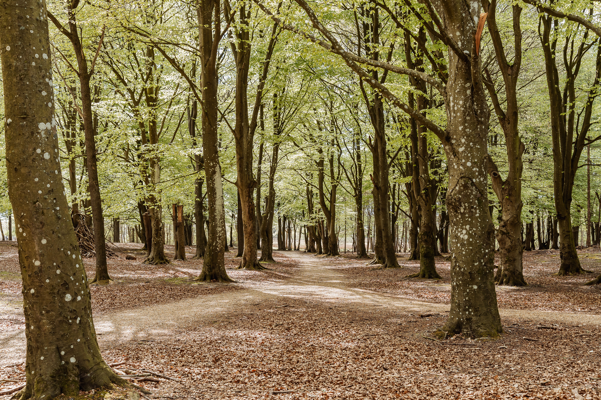 Wedding portrait in Esbjerg Dyrehaven forest park